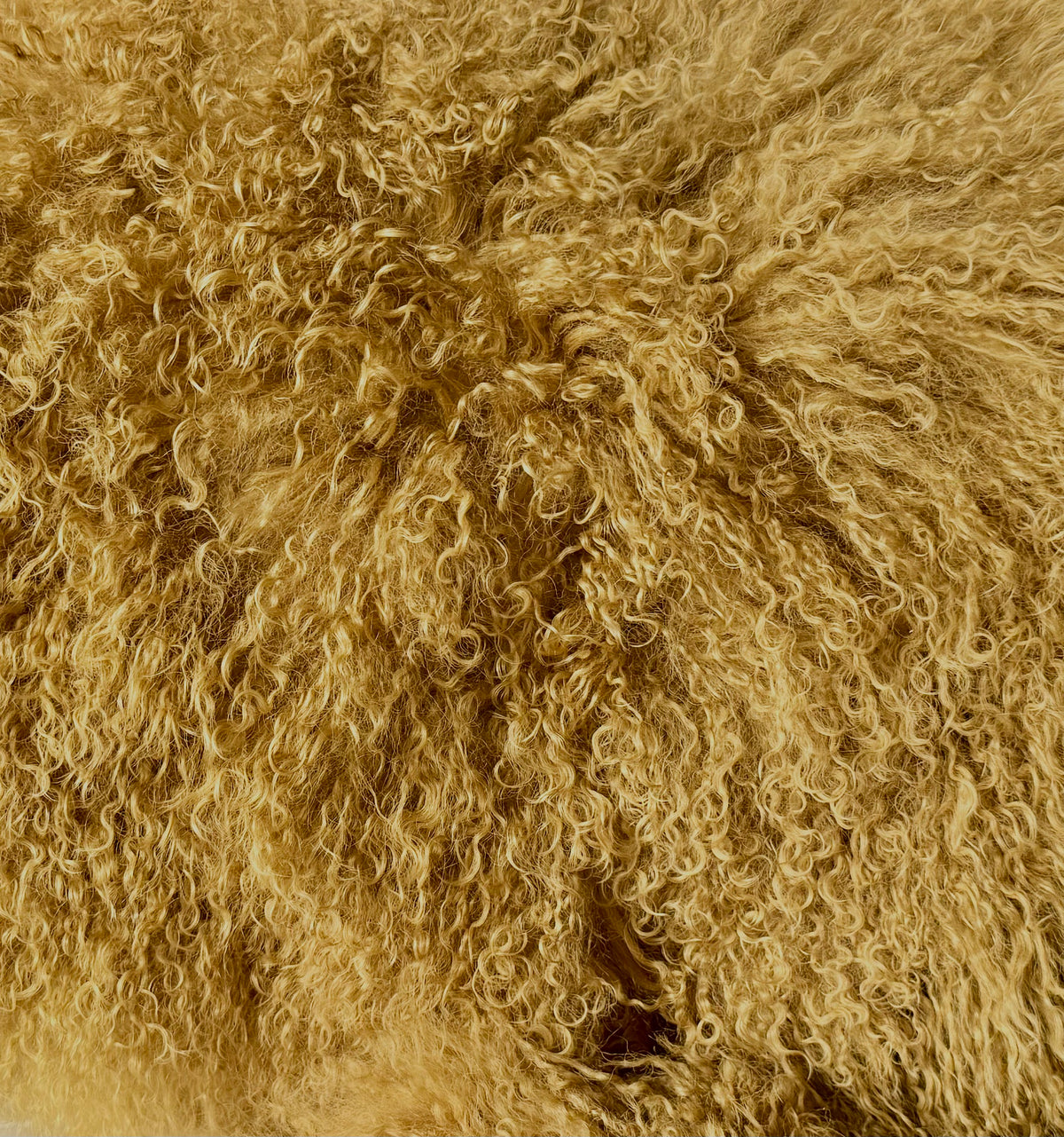 Sandstorm Mongolian fur, close up of the curl