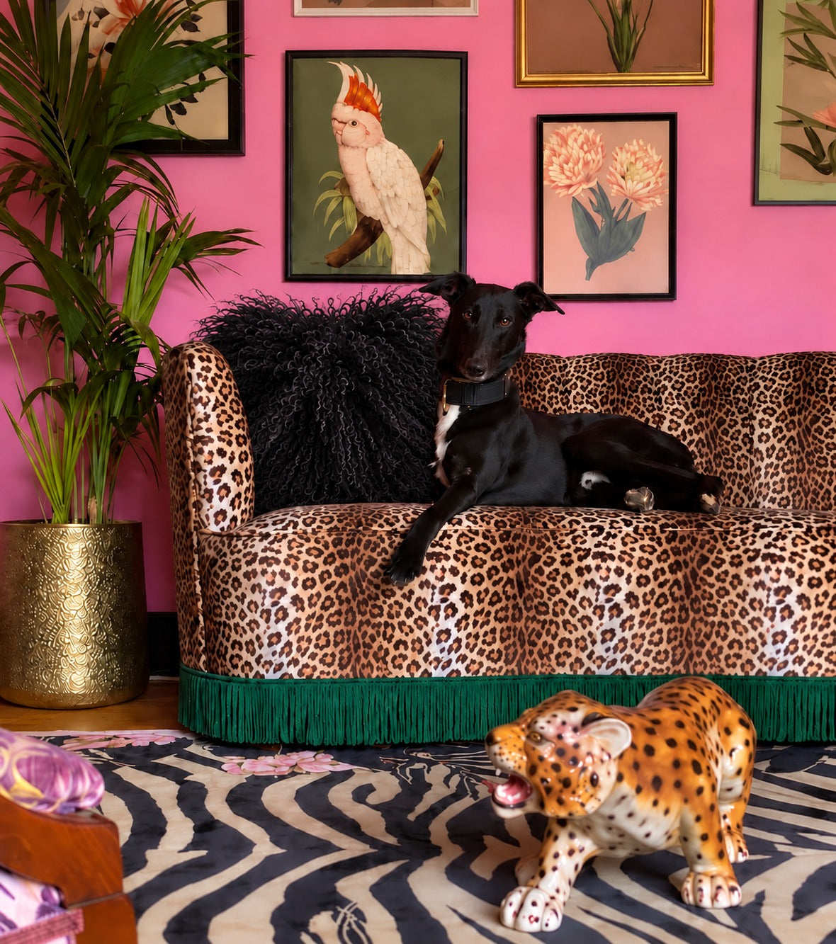 Black Mongolian fur cushion, 45cm, on a leopard print velvet sofa against a pink wall - handmade curly lamb fur statement cushion