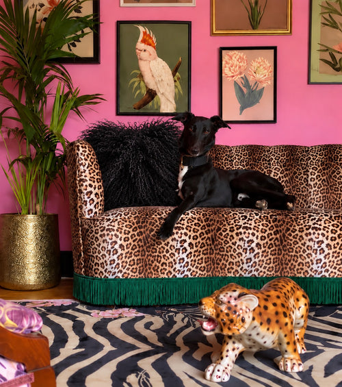 Black Mongolian fur cushion, 45cm, on a leopard print velvet sofa against a pink wall - handmade curly lamb fur statement cushion [main] [shade: Black]